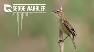 Sedge Warbler Song [upl. by Goodkin472]