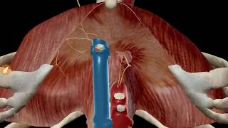 Diaphragm  Definition Function Muscle amp Anatomy  Kenhub [upl. by Ahsercel]