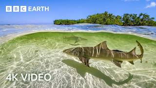 Stunning 4K Underwater Nature Footage  BBC Earth [upl. by Chelsie]