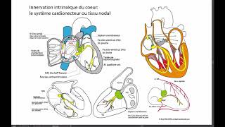 Innervation intrinsèque du coeur [upl. by Uon]