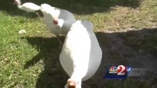 Aggressive geese attacking parkgoers [upl. by Fabron37]