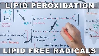 Mechanism of Lipid Peroxidation [upl. by Alemap]