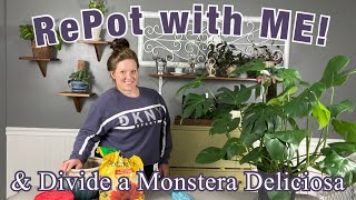 RePot with ME amp Divide Monstera Deliciosa Monstera Propagation by Division [upl. by Nettirb700]