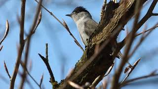 Every British Warbler calling  ordered by genus [upl. by Kirk15]