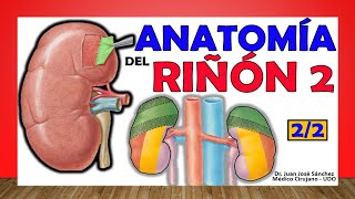 🥇 Anatomía del RIÑÓN 22 ¡Fácil Explicación [upl. by Asalocin]