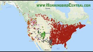 Hummingbird Migration Spring 2022 Animation [upl. by Nnanaej]