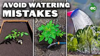 5 Watering Mistakes Youre Probably Making [upl. by Demahum870]