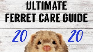 ULTIMATE FERRET CARE GUIDE 2020  Pazuandfriends [upl. by Llesig206]