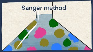 Sanger method DNA sequencing  Biology tutorial [upl. by Ibib]