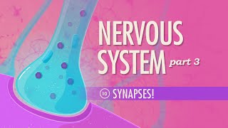 The Nervous System Part 3  Synapses Crash Course Anatomy amp Physiology 10 [upl. by Ytinav]