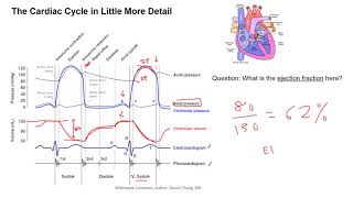 cardiac cycle [upl. by Isborne]