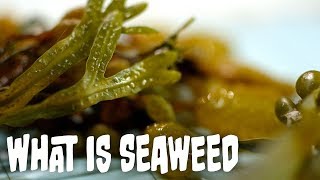 What is seaweed  Seaweed Part 1 [upl. by Purity]