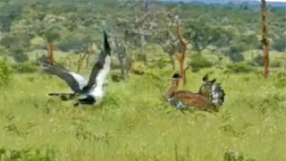 Secretary Bird Shows Off to Worlds Heaviest Flying Bird [upl. by Hannus]