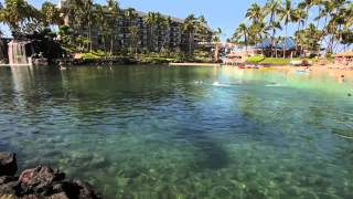 The Lagoon at Hilton Waikoloa Village [upl. by Claudy427]