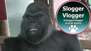 Silverback Gorilla Shows Strength When Throwing Female [upl. by Eniamrehs886]