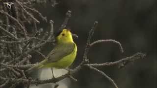 Wilsons Warbler singing [upl. by Ientruoc]