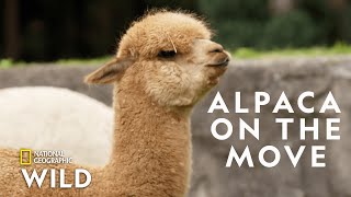 Alpaca Herd Goes for a Walk  Secrets of the Zoo Down Under [upl. by Akcira]