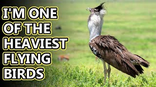 Kori Bustard facts they can fly if they want to  Animal Fact Files [upl. by Notrem542]