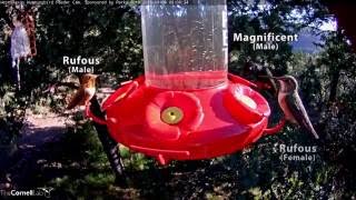 Hummingbird Identification Video  Oct 7 2016 [upl. by Hgielac]