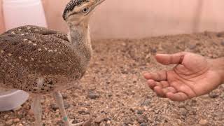 Conservation Breeding center for The Great Indian Bustard at Sam Jaisalmer Rajasthan subscribe [upl. by Esemaj]