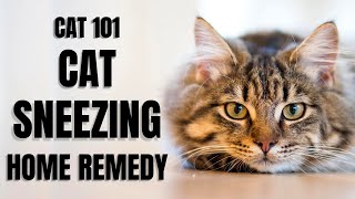 Cats 101  Cat Sneezing Home Remedy [upl. by Ellehsad537]