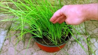 How to Grow Chives in a Pot [upl. by Tiedeman]