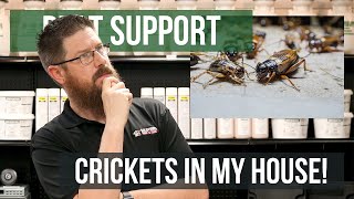 Why Do I Have Crickets in My House  Pest Support [upl. by Arocal296]