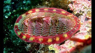 Facts The Chiton [upl. by Kenta]