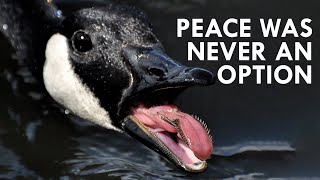 Geese Peace Was Never an Option [upl. by Mian]