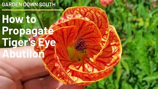 How To Propagate Tigers Eye Abutilon [upl. by Drahsir222]