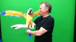 Blue amp Gold REAL MACAW Parrot Puppet from Axtell [upl. by Nyra]