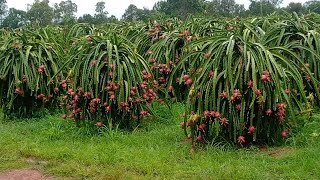 Cool Dragon Fruit Farm Tour  Cutting Red amp Yellow Pitaya [upl. by Siclari]