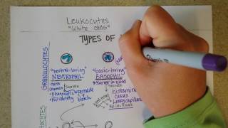 White Blood Cells  Granulocytes amp Lymphocytes  Part 1 [upl. by Mesics]