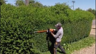 HEDGE trimming privet ligustrum [upl. by Xuaeb]