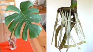 Monstera Cutting and Water Propagation  House Plant Ideas [upl. by Genet]