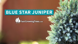 Blue Star Juniper  FastGrowingTreescom [upl. by Mackenie439]