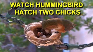 Mother Allens Hummingbird Hatches Two Eggs and Feeds Baby Birds HQ [upl. by Aem]