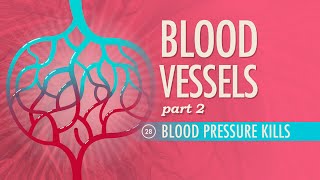 Blood Vessels Part 2 Crash Course Anatomy amp Physiology 28 [upl. by Vidal]