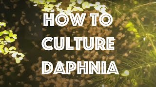 How To Culture Daphnia Magna [upl. by Onitnelav]