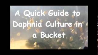 How to culture daphnia outside [upl. by Mraz]