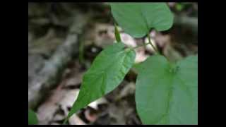 Virginia Snakeroot Aristolochia serpentaria [upl. by Rama579]