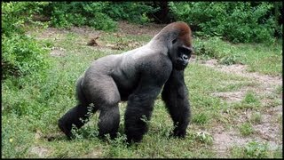 Silverback Gorillas Gorilla gorilla [upl. by Vincentia]