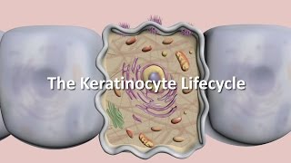 Lifecycle of the Keratinocyte [upl. by Larianna]