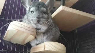 Common Chinchilla Sounds [upl. by Capriola122]