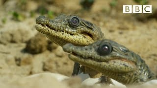 Sneaky croc camera captures incredible footage  Spy in the Wild  BBC [upl. by Wendye709]