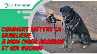 Nantes Comment mettre la muselière à mon chien agressif et qui grogne [upl. by Aralk]