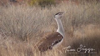 Australian bustard Ardeotis australis [upl. by Ellebanna]