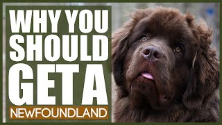 5 Reasons Why YOU SHOULD Get A NEWFOUNDLAND [upl. by Yrrep]