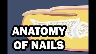 INTEGUMENTARY SYSTEM YOUR NAILS [upl. by Yrruc]