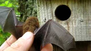 Pipistrelle bat in the hand [upl. by Enila]